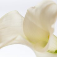 Calla