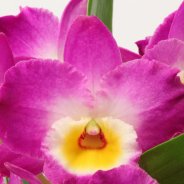 IMG 4698Dendrobium Nobile Star Class Akatsuki 12 De Hoog Orchideeen close up