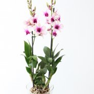 IMG 4822IMG 4820Dendrobium Sa nook Polar Fire 12 Fransen Orchideeen..