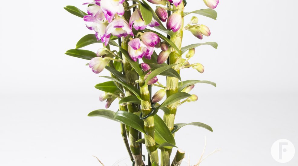 6.dendrobiumnobile