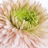 5a Gerbera Ice Queen