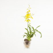 Tiger Orchid