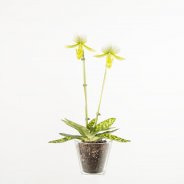 Phaphiopedilum3a