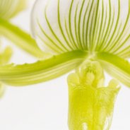 Phaphiopedilum3