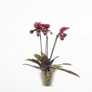 Phaphiopedilum1a