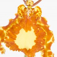 Pyschopsis Mariposa1a