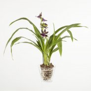 Zygopetalum