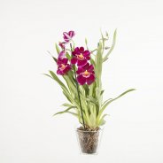 Miltonia4a