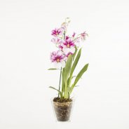 Miltonia1a