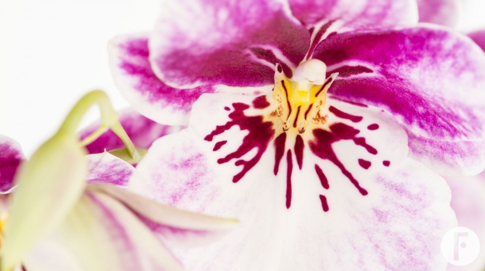 Miltonia1