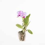 Cattleya