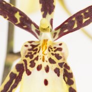 Brassia