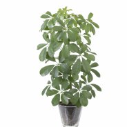 Schefflera arboricola