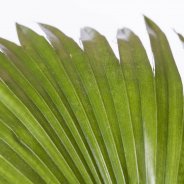 Livistona chinensis1