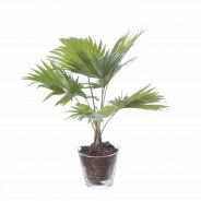 Livistona chinensis2