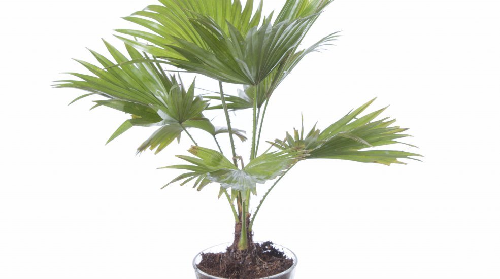 Livistona chinensis2