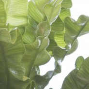 Asplenium