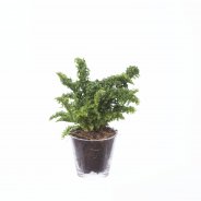 Dryopteris Crispa Cristata
