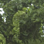Dryopteris
