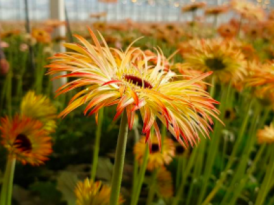 LG Flowers stelt Europees bloemistenpanel samen