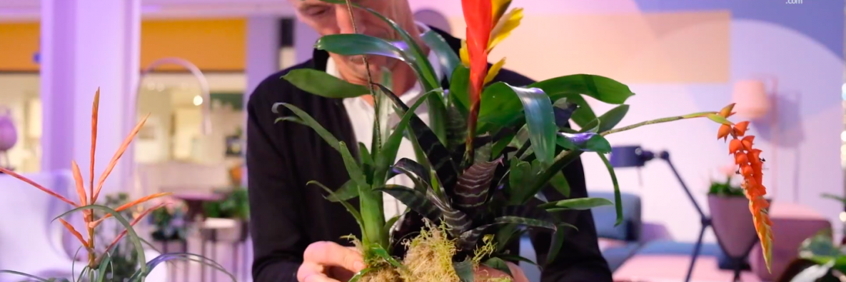 Groen Wonen inspiratie - Kleurrijke Bromelia's in een sfeervol interieur