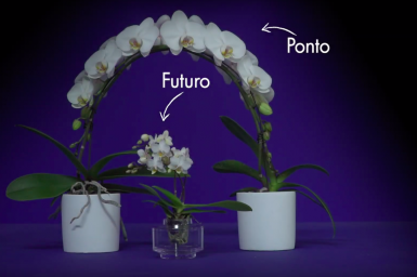 Opti-flor's Creative Collection