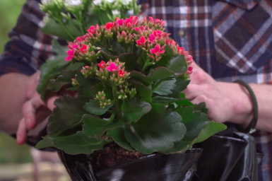 Kalanchoes en platen tafel decoratie