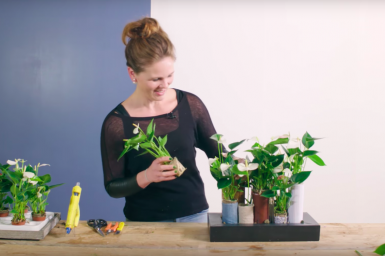 Miniature Anthurium Garden