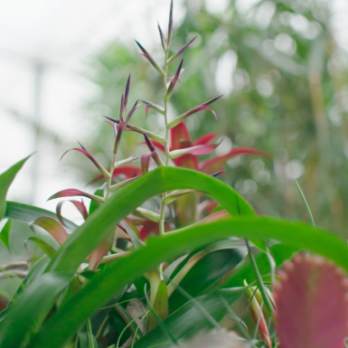 Tropisch plantenarrangement met Bromelia's