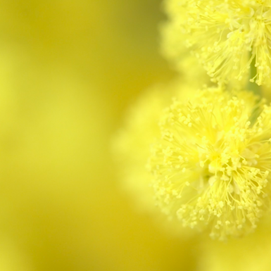 Stop en ruik de... lente | Paasbloemen