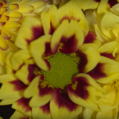 Herfstpareltjes van Zentoo