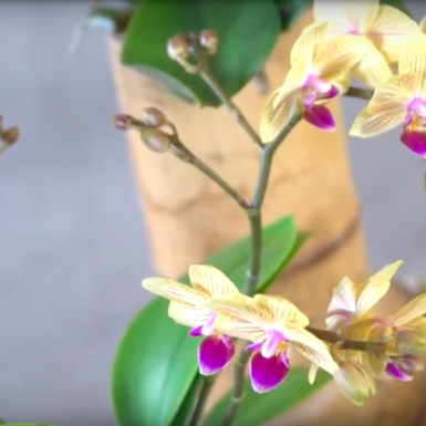 Orchideeën in bamboe - urban jungle stijl