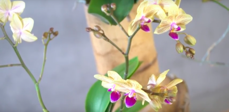 Orchideeën in bamboe - urban jungle stijl