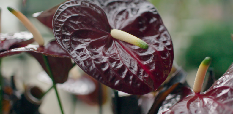 Krachtig bloemwerk met snij Anthurium Black Queen