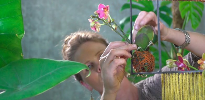Orchideeën urban jungle stijl