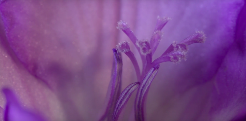 Stop en ruik de...lente!