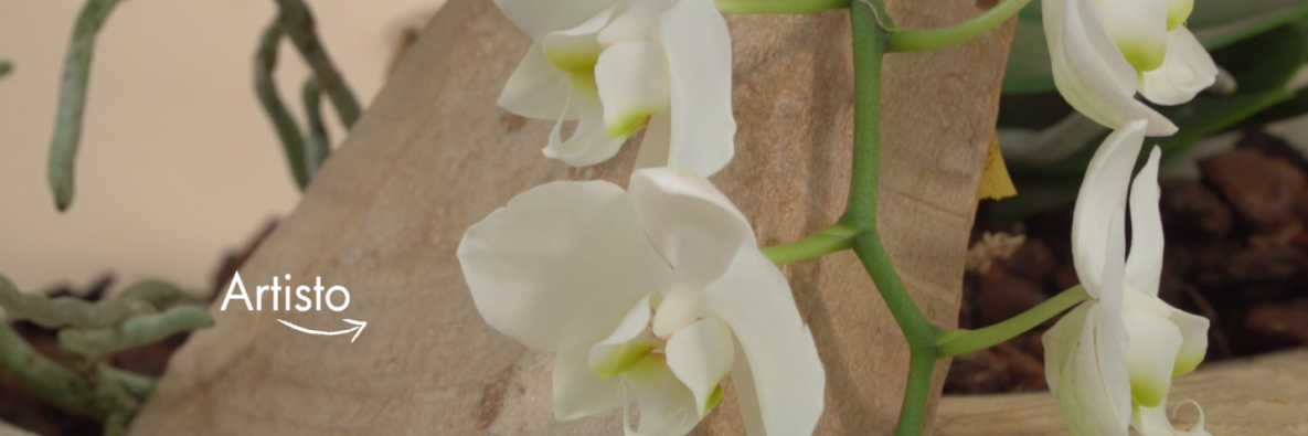 Opti-flor's Native Collectie