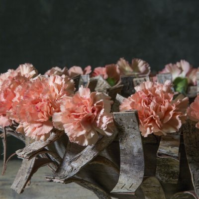 Trendy Dianthus