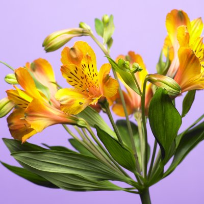 Promotiecommissie Alstroemeria