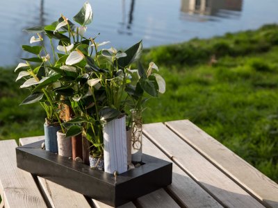 Open Dag bij Flower Factor