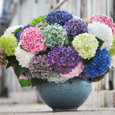 Promotiecommissie Snijhortensia