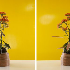 Stap voor stap: Vrolijk Kalanchoë 'Dorothy' ontwerp