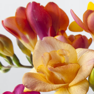 Fabulous Freesia