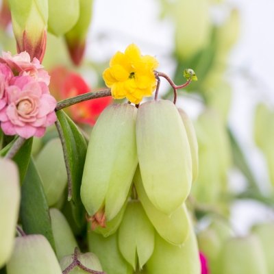 Always Kalanchoë