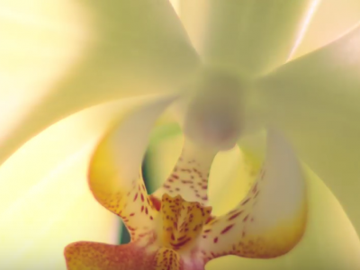 Orchids in the spotlight