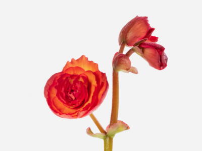 Begonia als snijbloem