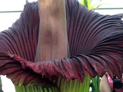 Corpse flowers are all mysteriously blooming at once