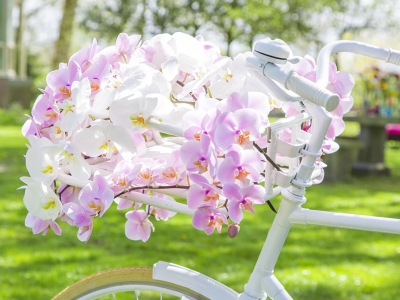 Celebrating the wedding season