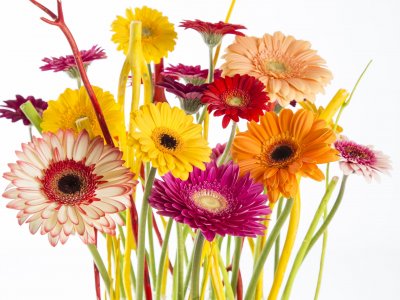 Copy of Win jouw eigen video, kom naar Flower Factor stand op FloraZon en Pyramide!