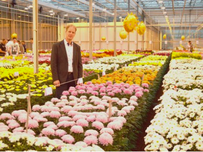 Deliflor brengt nieuw soort pluischrysant op de markt